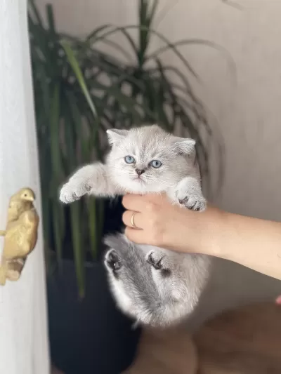 Ayi Surat British Shorthair Yavrum