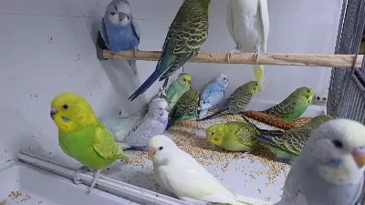 Alıştırmalık Muhabbet Kuşu Yavrular Hepsi Güzel