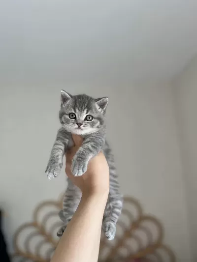 British Shorthair Yavrularim