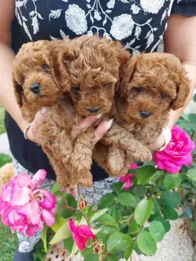 Toy Poodle İrk Garantili Yavrular
