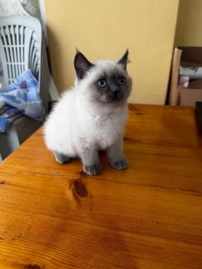 British Shorthair Bluepoint Yavru