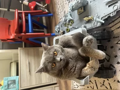 1.5 Yaşinda British Shorthair Duman Yavrumuz