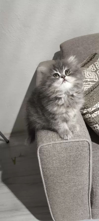 Yün Yumağı Çok Tatlı Chinchilla Yavrularım