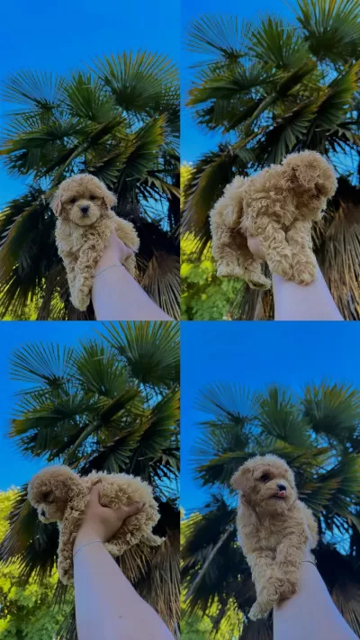 Orjinal Mis Turkey Maltipoo Yavrular Yeni Yuvalarina Hazir