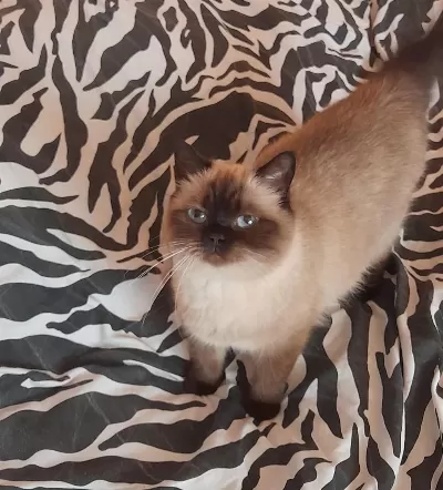 Kısırlaştırma Şartıyla Ücretsiz Olarak Ragdoll