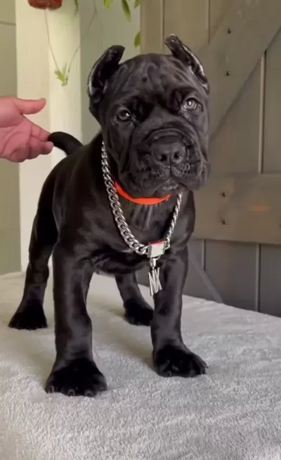 Dişi Erkek Cane Corso Kapıda Ödemeli Güvenli Sistem