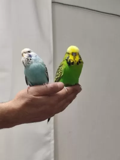Bir Çift Show Jumbo Kuşum Var Ben Gibi Bakımlı