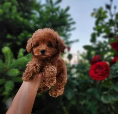 Toypoodle Yavrularımız