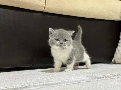 British Longhair Ve Shorthair