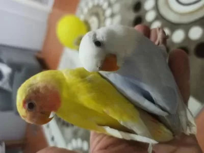 Uygun Sevda Papağanı Bulunur