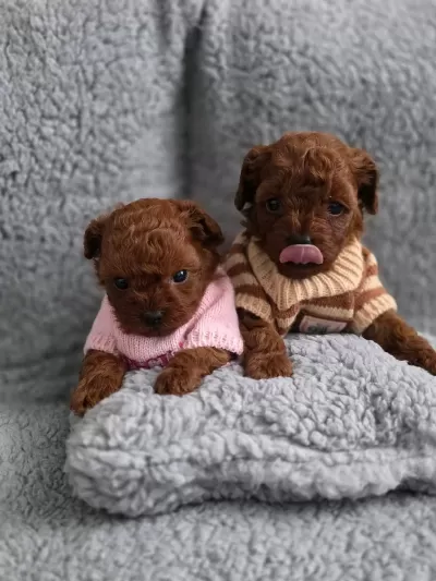 Toy Poodle Yavrularımız