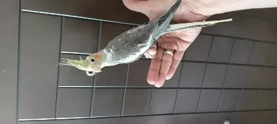 6 Aylık Erkek Sultan Papağanı