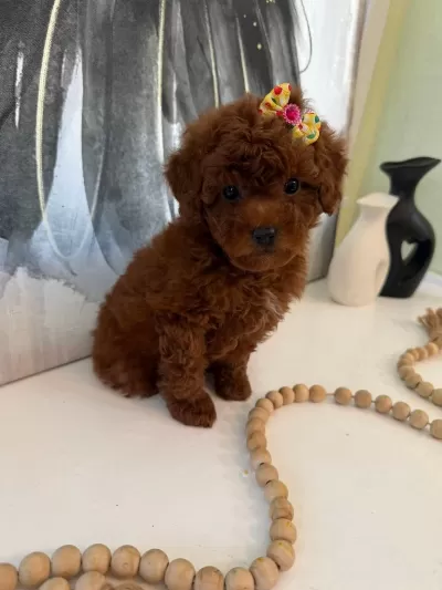 Toypoodle Yavrularımız