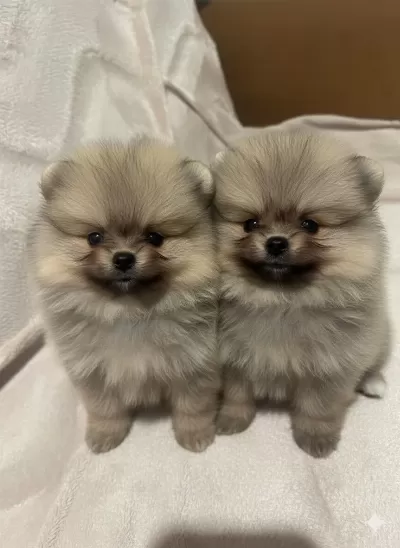 Sevimli Pomeranian Yavrular