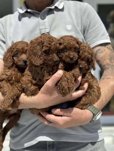 Petmode Köpek Çiftliğinde Ziyarete Açık Kore Toy Poodle