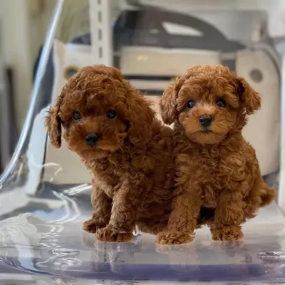 % 100 Orjinal Toy Poodle Yavrulari