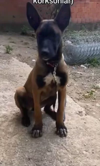Belçika Malinois 95 Günlük Saf Kan Maskeli Uygun Fiyat