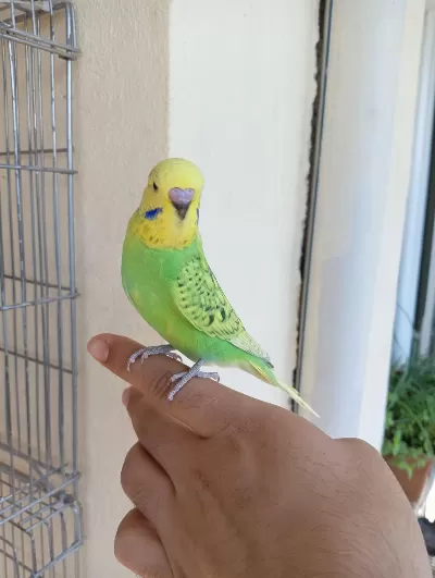 Rengarenk Muhabbet Kuşu Yavrular