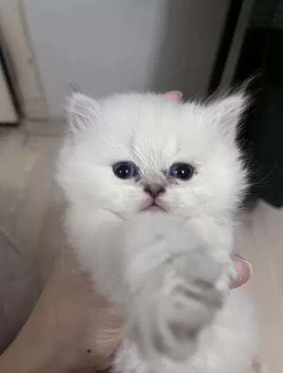 British Longhair Erkek (açıklamayı Okuyunuz)