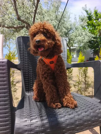 Toy Poodle Yavrularımız 8 Aylık