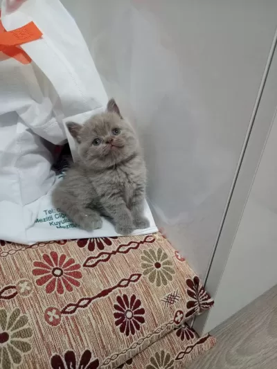 Disi Lilac British Shorthair Yavrular