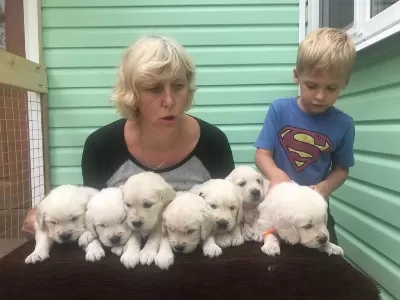 Golden Retriever Kapıda Ödeme Hizmetimiz Vardır