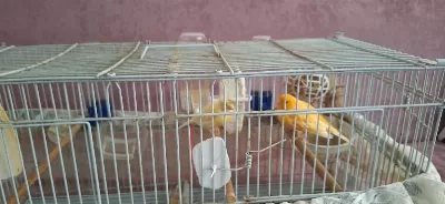 Sağlıklı Genç Kuşlarımız