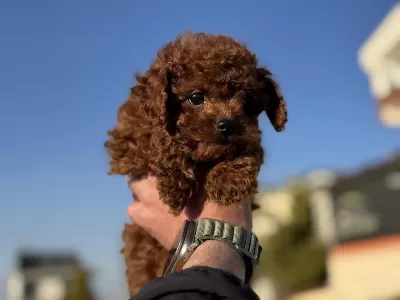 Petmode Köpek Çiftliğinden Toy Pooode