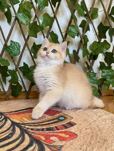 Ny12 Dişi İrina British Shorthair Golden