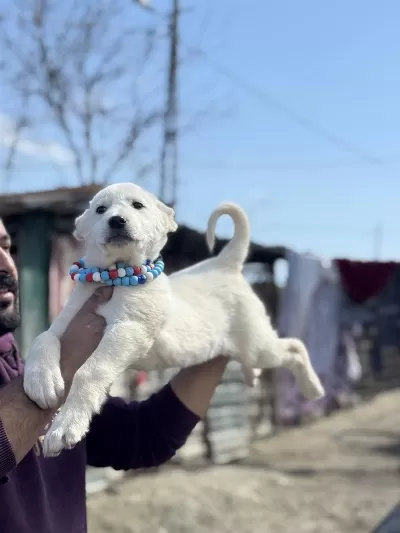 Kangal Ve Anadolu Çoban Akbaş