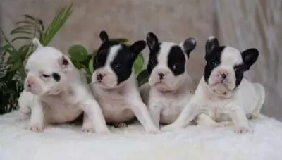 Elit Patiler Farkıyla French Bulldog Yavrular