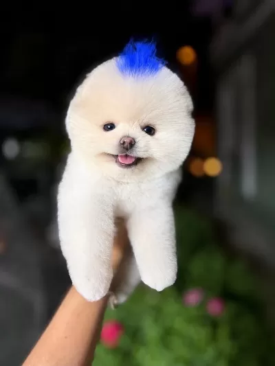 Orjinal Pomeranian Boo