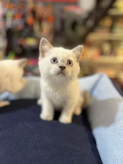 Biblo Güzelliğinde Blue Point British Shorthair