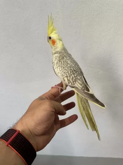 Yavru Sultan Papağanı