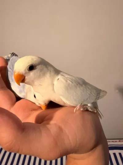 El Besleme Yavru Sevda Papağanı Mutasyon Renkli