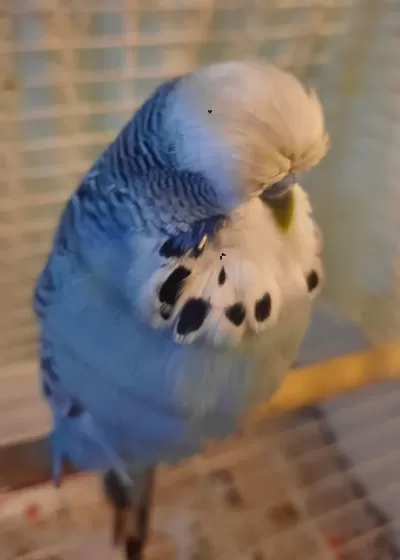 Show Jumbo Muhabbet Kuşu Erkek