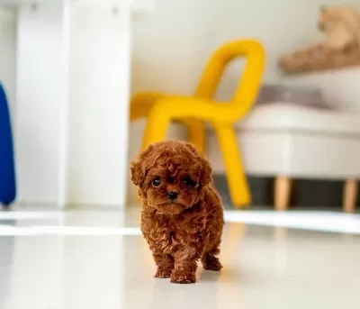 Orjinal Toy Poodle Yavruları