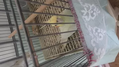 Sultan Papağanı 1 Yaşında