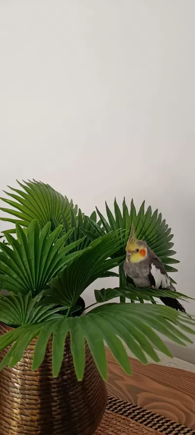 2 Aylık Şeker Gibi Sultan Papağanı Daha Bebek