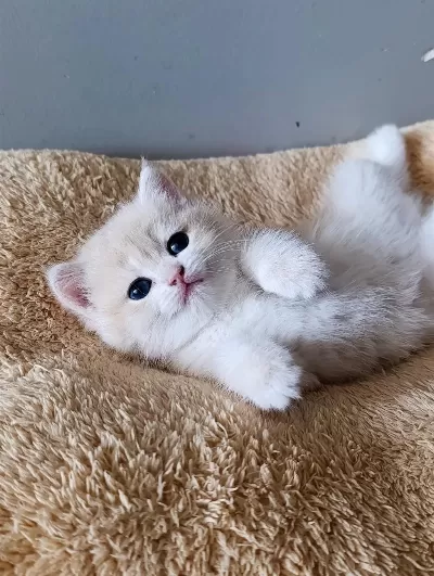 Lilac Golden British Shorthair Dişi Yavru