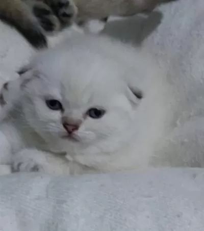 Birbirinde Sevimli Oyuncu Bebek Kediler