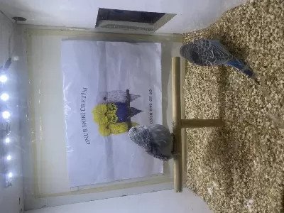 Yeni Yeme Düşmüş Erkek Muhabbet Yavru