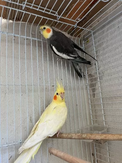Grey Lutino Sultan Takım