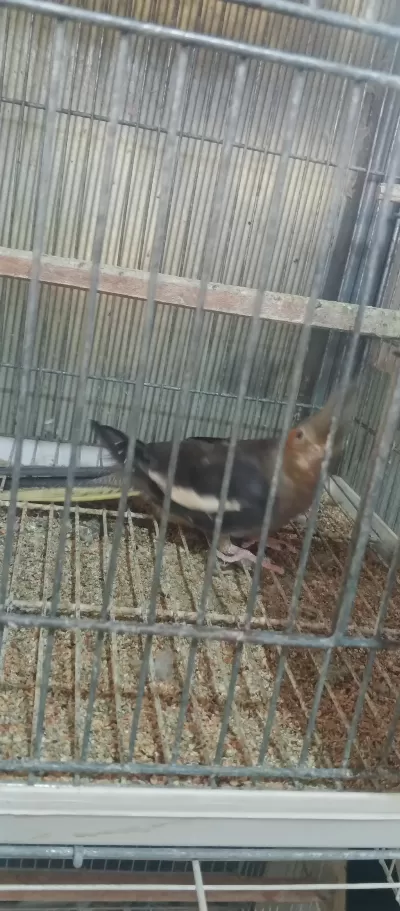 Dişi Sultan Papağanı Kızgın