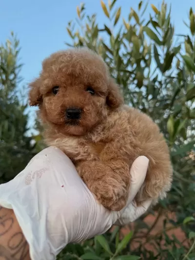 Toy Poodle Bebekleri