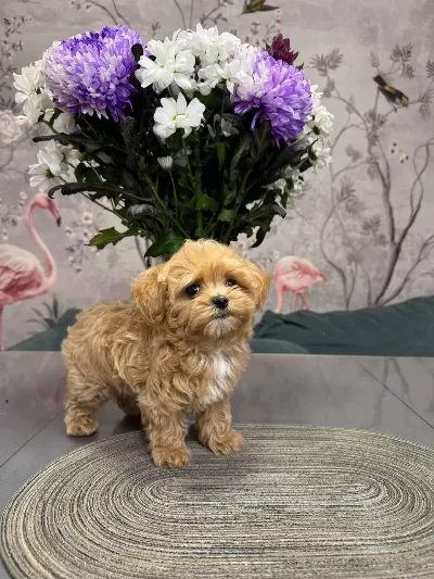 Kore Maltipoo Yavru Köpekler