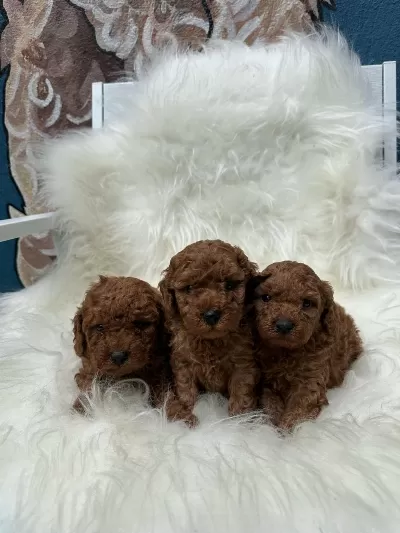Ziyarete Açik Erkek Dişi Poodle Bebekler
