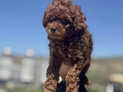 Ankaranın En Seçkin Toy Poodle Yavruları
