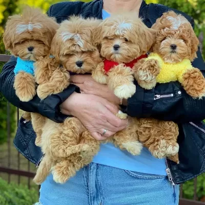 Sevimli Maltipoo Yavrulari