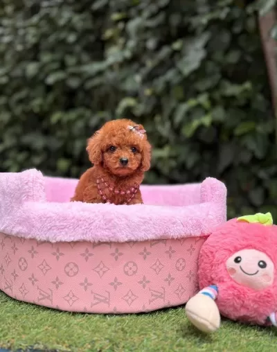 Orjinal Toy Poodle Yavrularımız